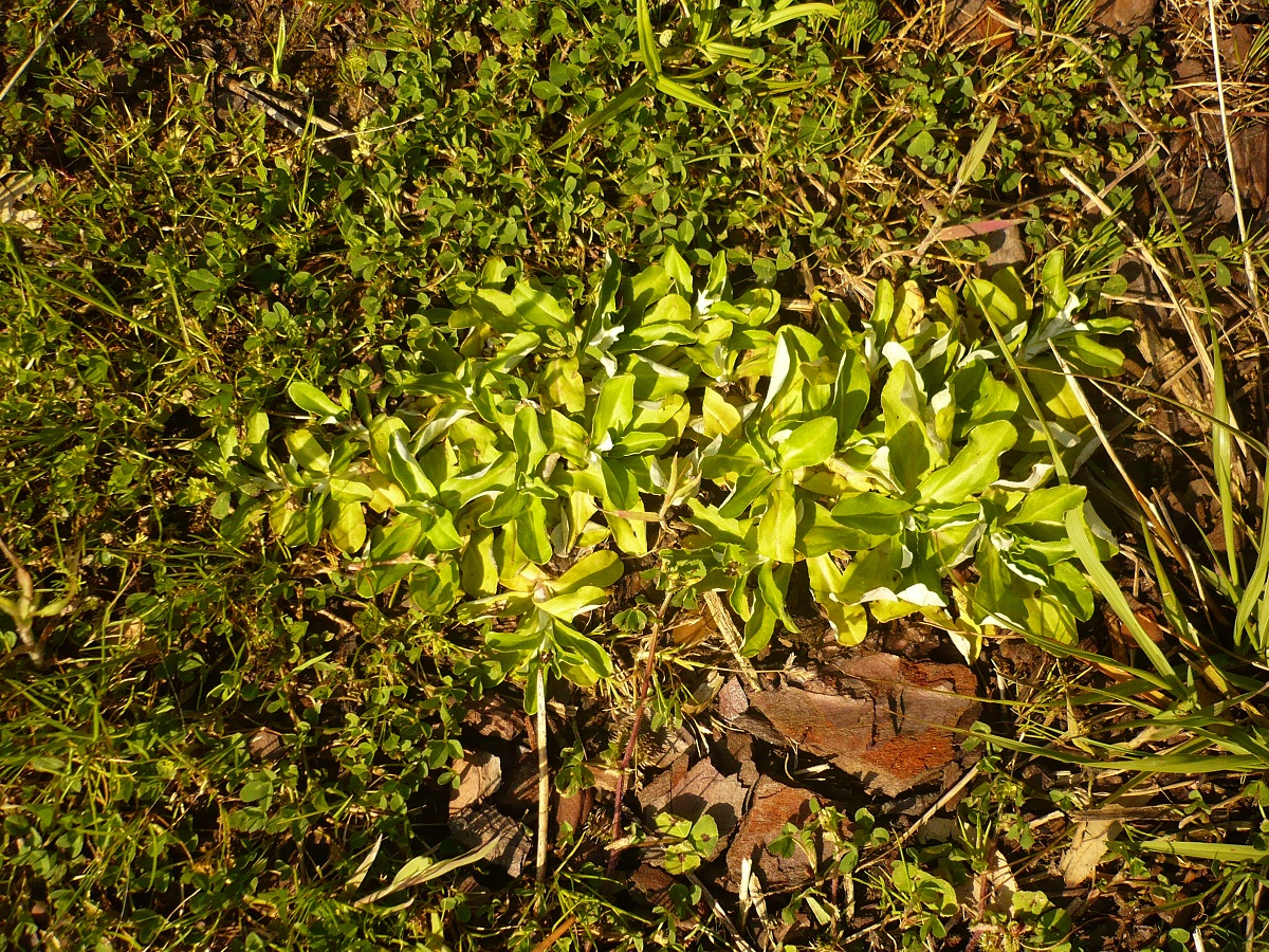Gnaphalium coarctatum (Asteraceae)